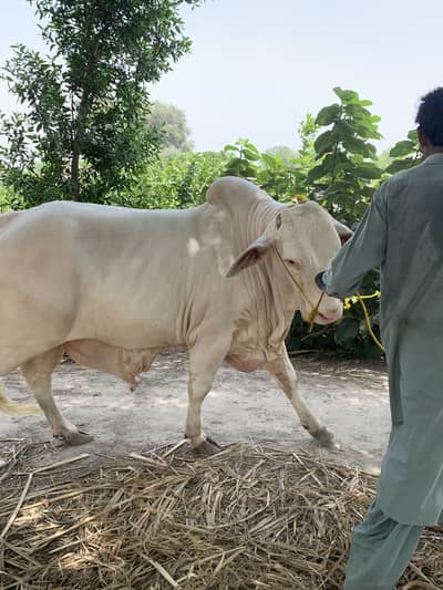 Bull/ Nukra bull/ 2 dant Qurbani Bull/ Qurbani Cow/ Nukra Bechra