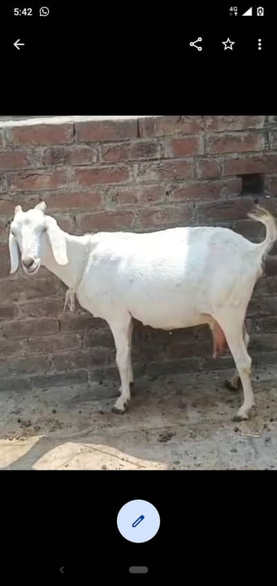 dasi bakri gaban tayar