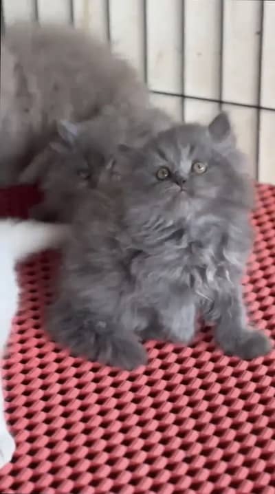 Persian kittens triple coat pair  for sale contact whatsap 03055516739