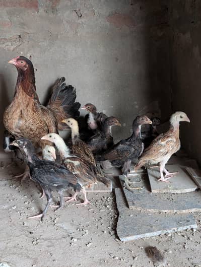 Aseel chicks