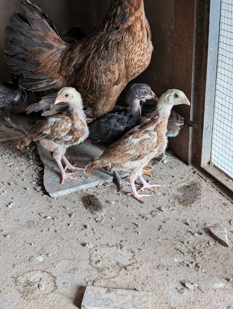 Aseel chicks 2