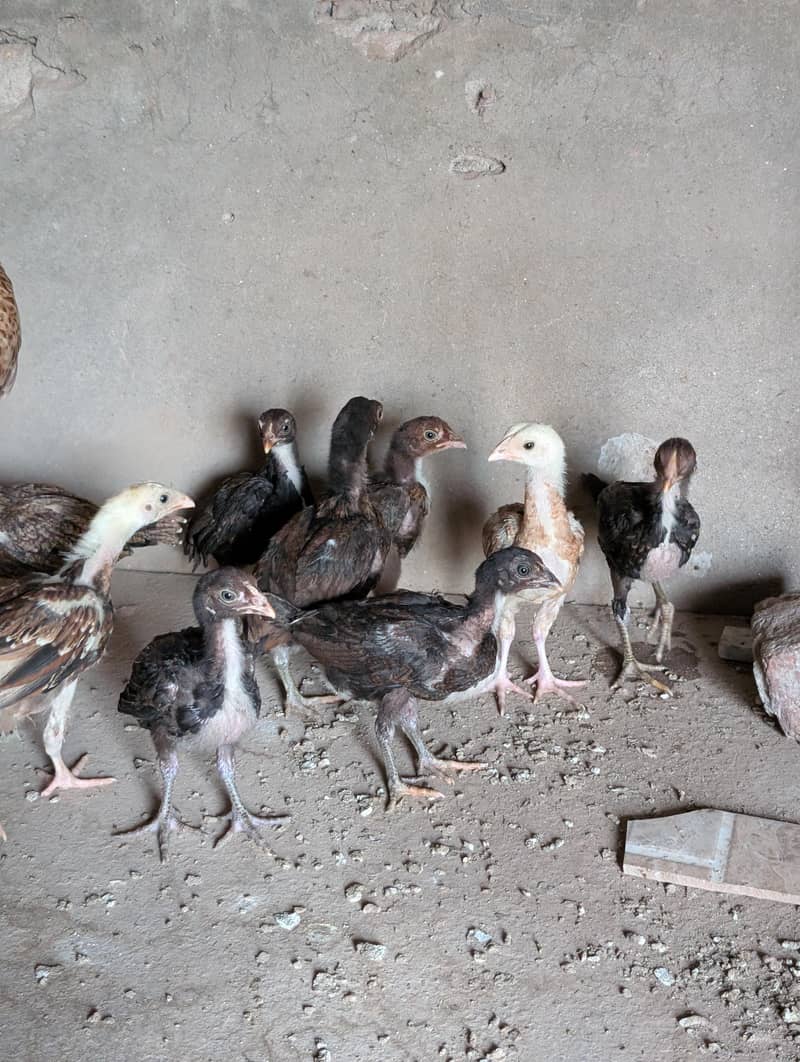 Aseel chicks 3