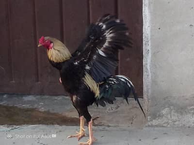 java morga