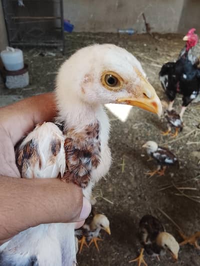 home breed chicks