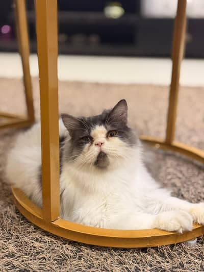 Bi Color Male Cat for Sale