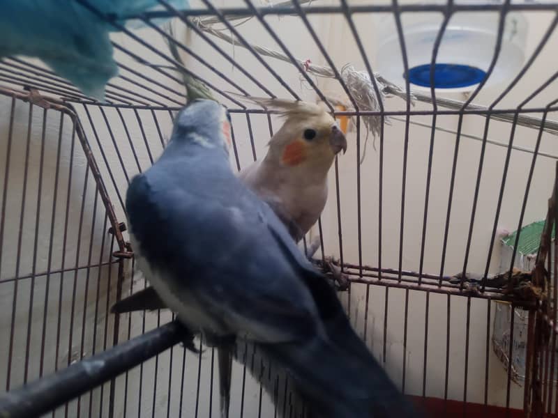 cocktail Pair 1