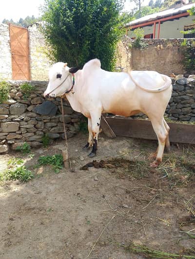 fathajunghi bull ha