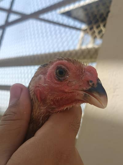 color shamo chicks