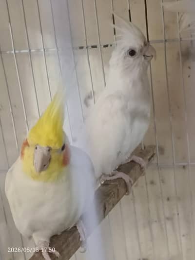 Cocktail Parrot pair