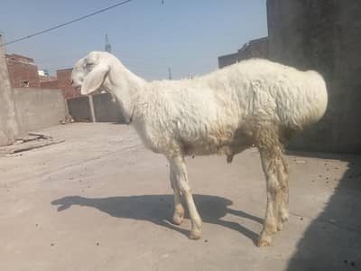 full healthy and active gr ky ha  jora ha