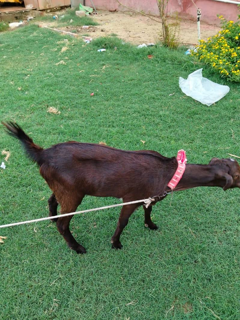 goats 2
