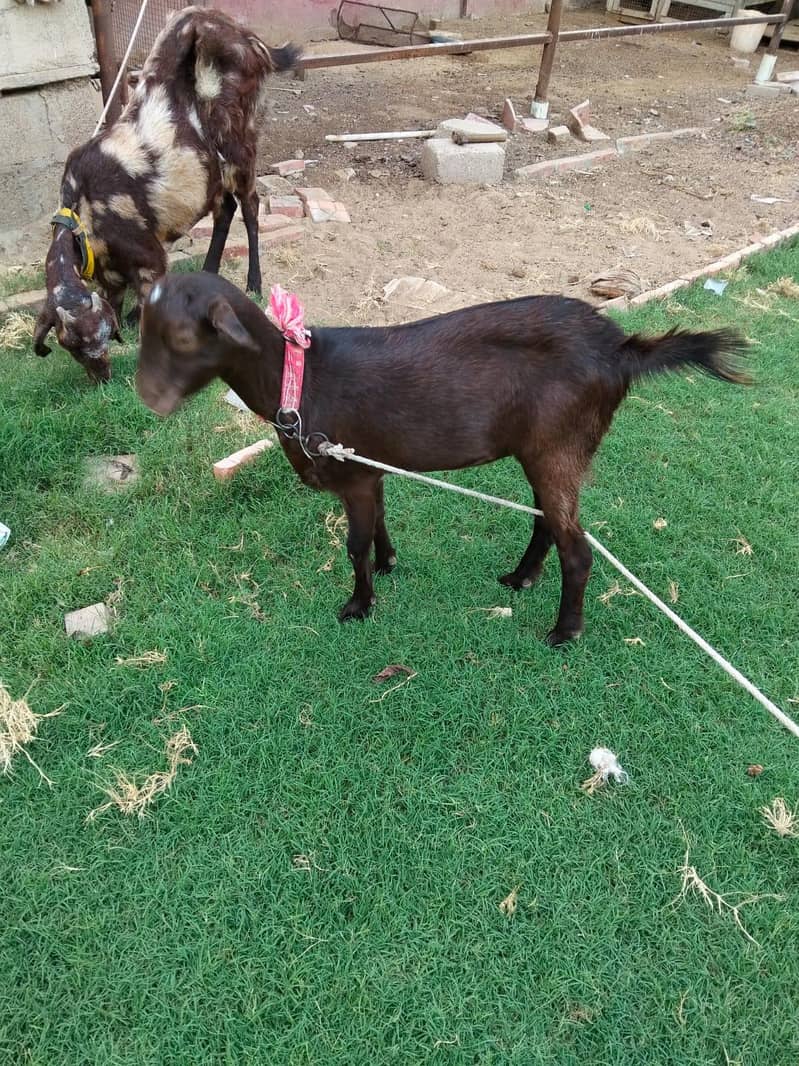 goats 5