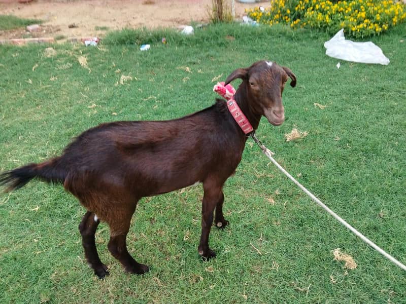 goats 6