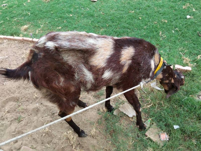 goats 7
