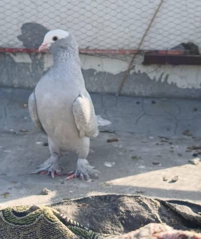 gray mokhi for sale