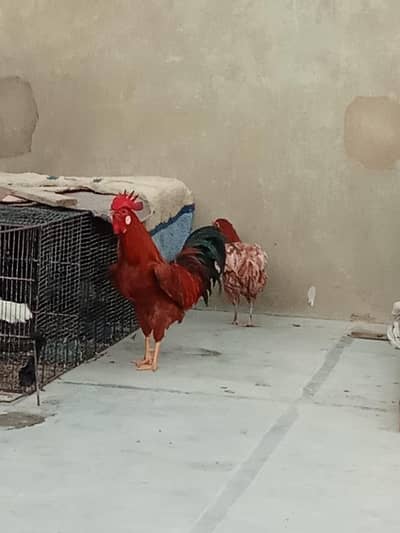Active Golden misri murgha for sale
