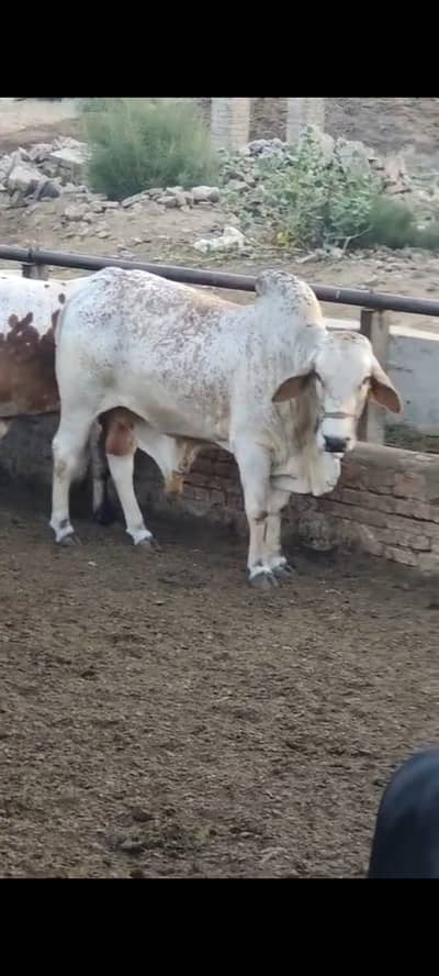 cholistani Bull /desi Bachra /donda wacha|Qurbani 2026_cholitani bulls