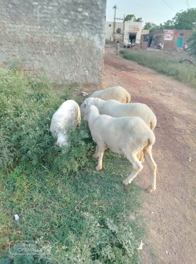 mondra chatra for sale
