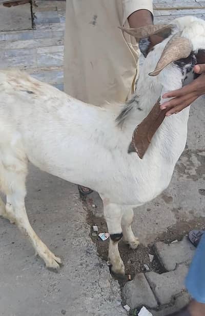 Bakra