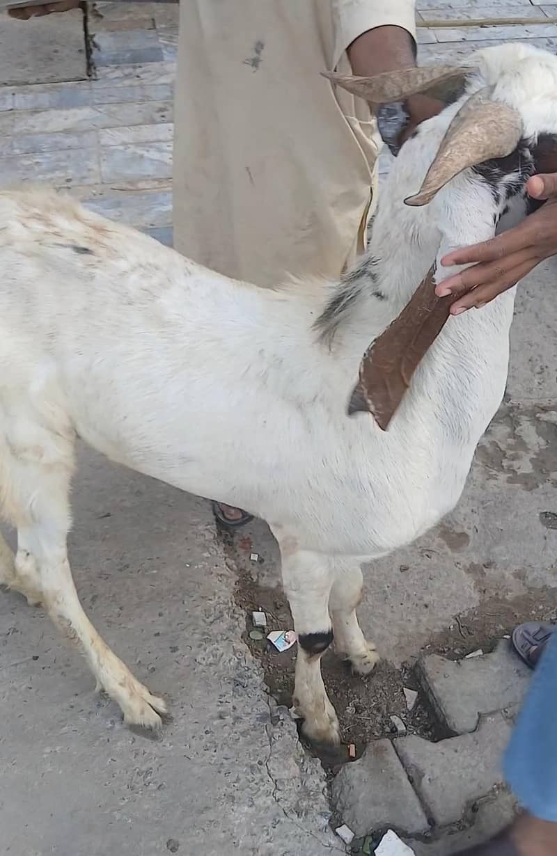 Bakra 0