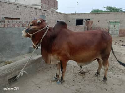 Sale for Eid UL duha