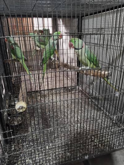 Raw Pair for sale
