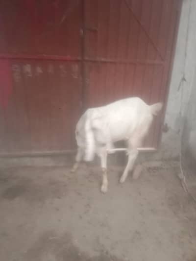 Bakra for sale