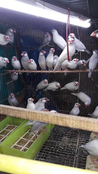 Java Finches Breeder & Ready to breed