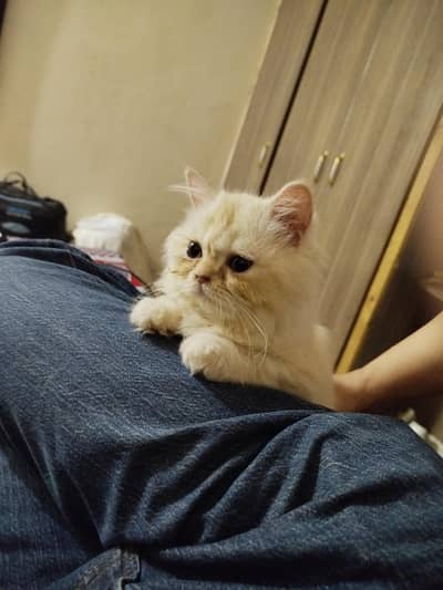Persian Cats Ready For New Homes