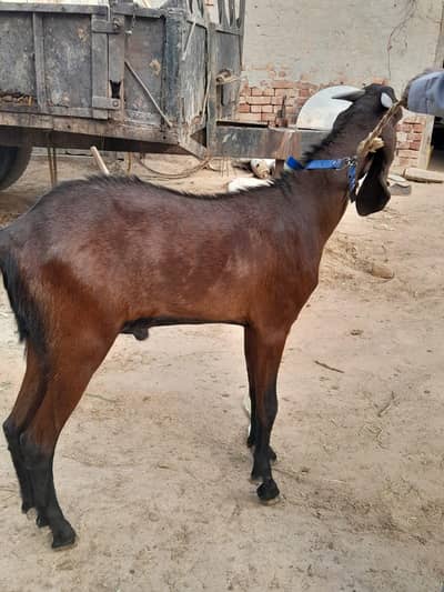 Bakra and kata