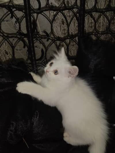 Female Cat with 2 kittens