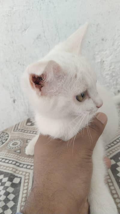 Persian Dofliss Double coated