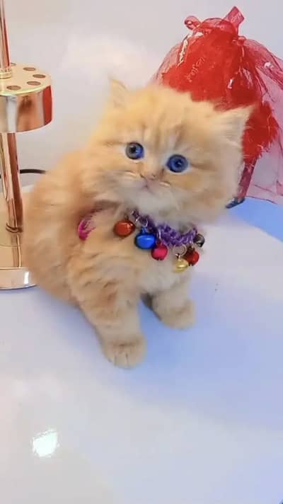 Persian kittens triple coat pair  for sale contact whatsap 03055516739
