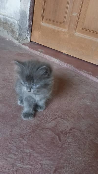 silver color Persian kitten