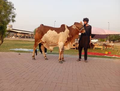 cholistani Bull /desi Bachra /donda wacha|Qurbani 2026_cholitani bulls