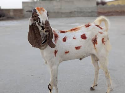 بکرا برائے فروخت
