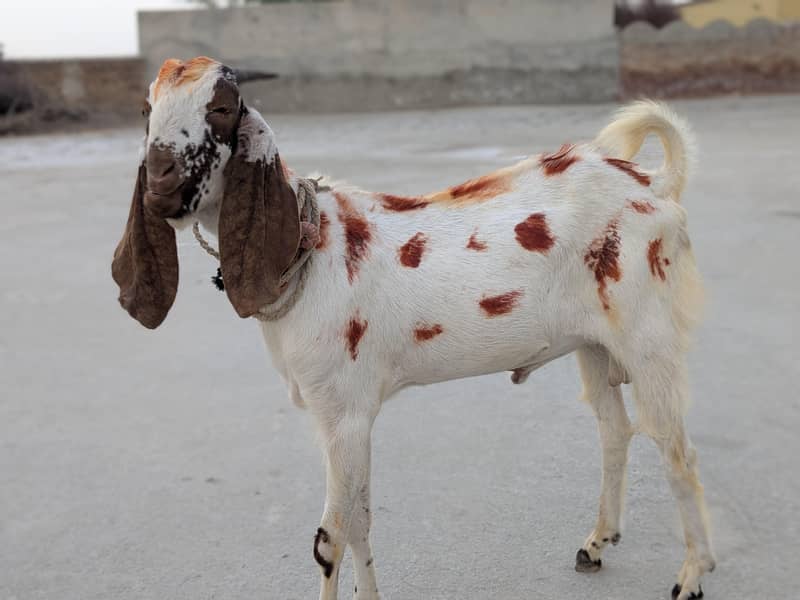 بکرا برائے فروخت 1