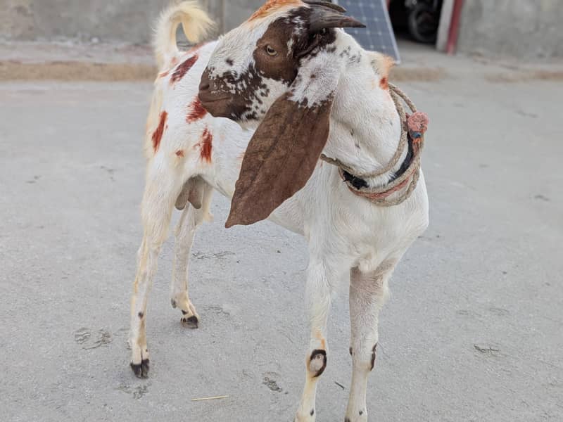 بکرا برائے فروخت 3
