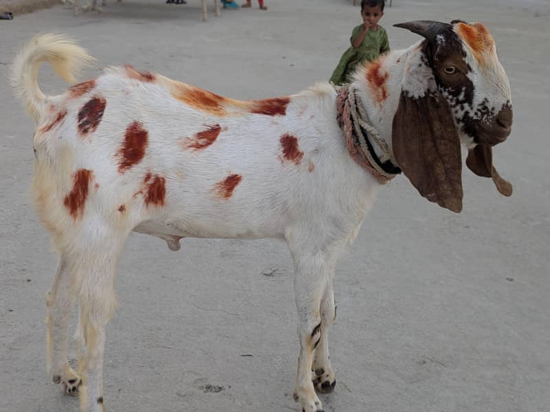 بکرا برائے فروخت 4