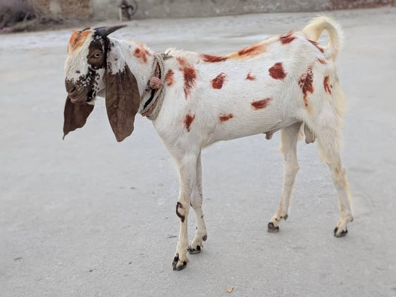 بکرا برائے فروخت 5