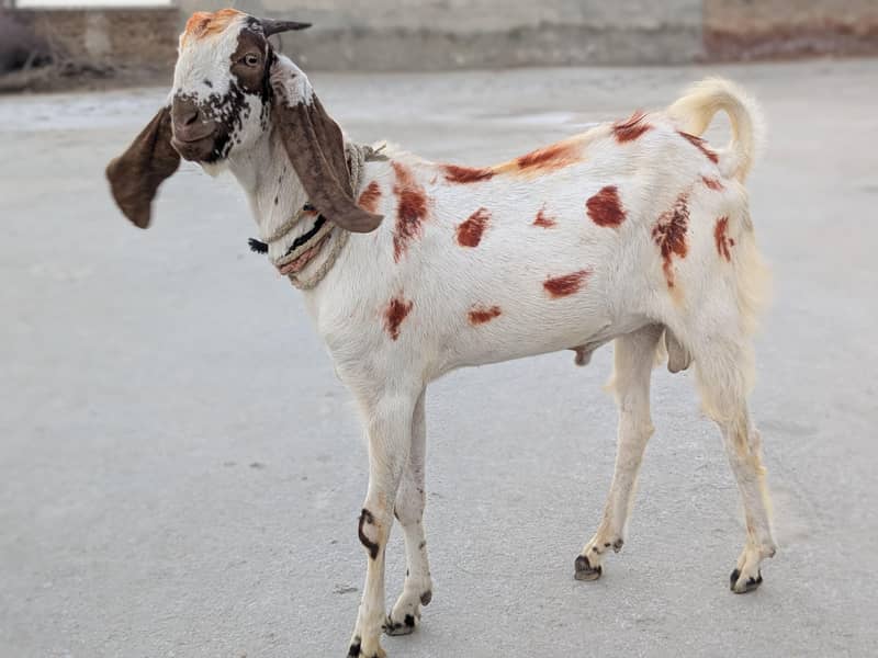 بکرا برائے فروخت 6