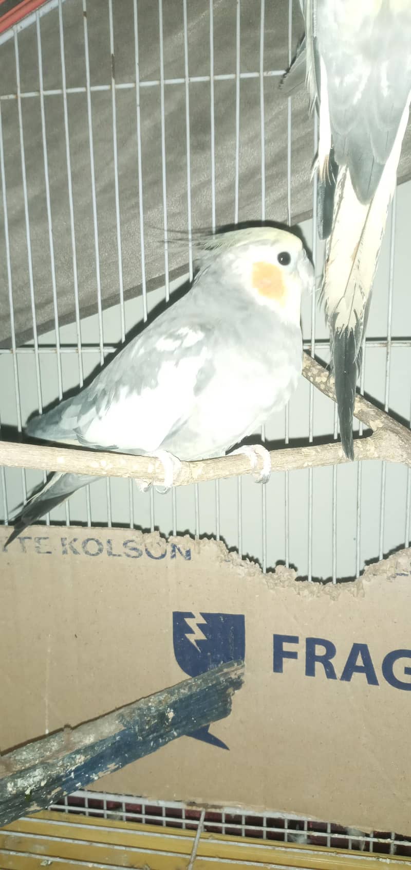 cocktail 1