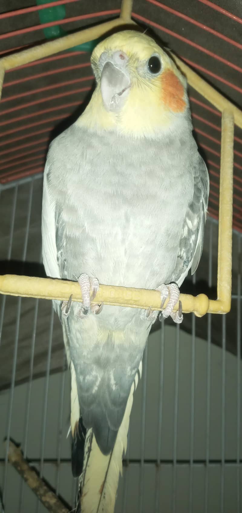 cocktail 2