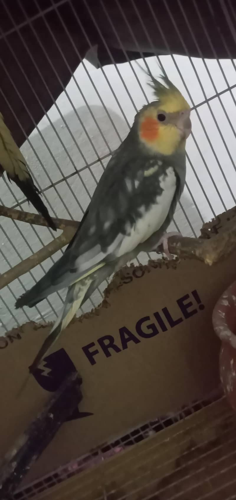 cocktail 3