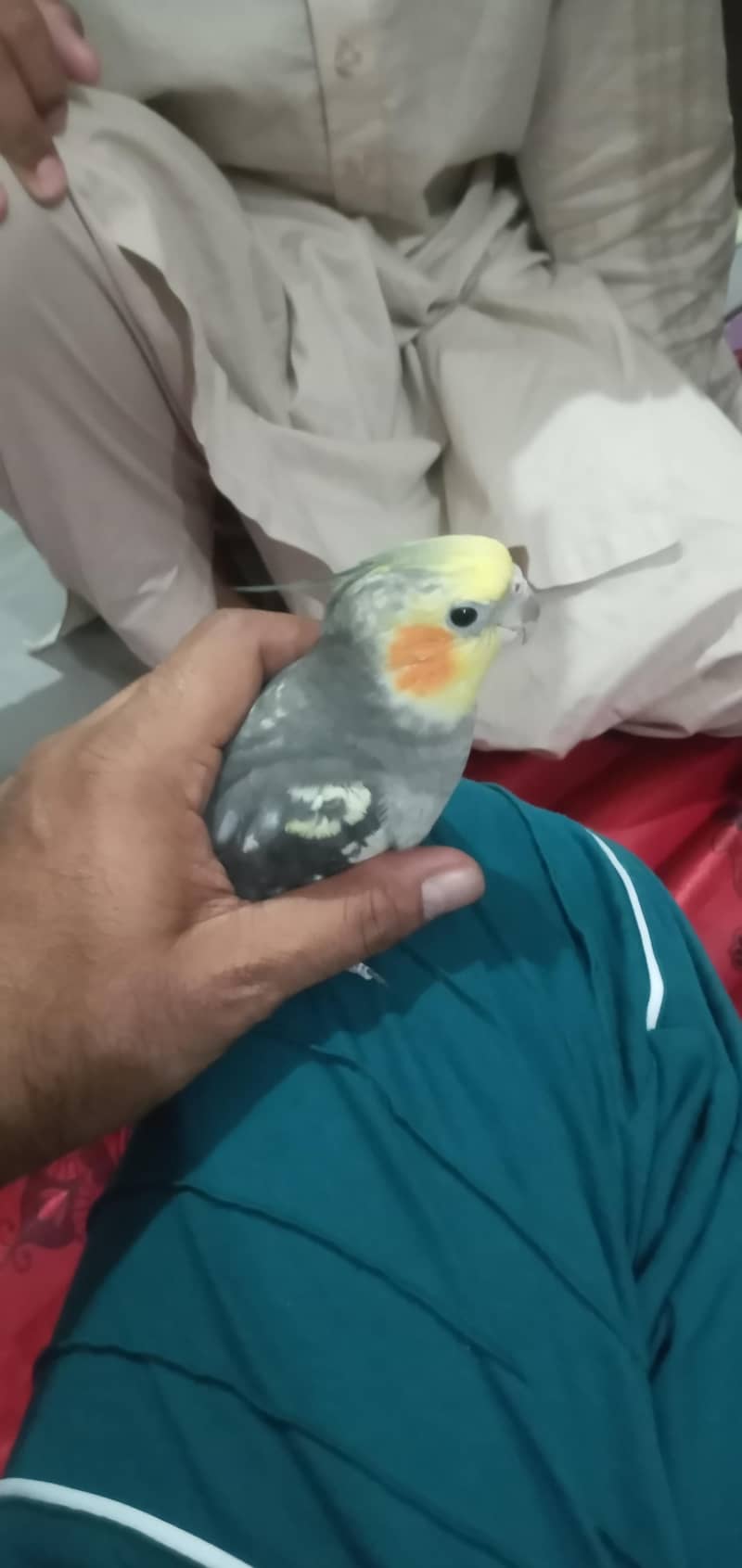 cocktail 6