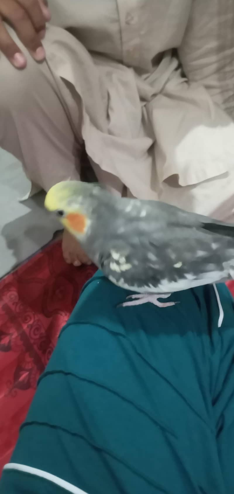 cocktail 7