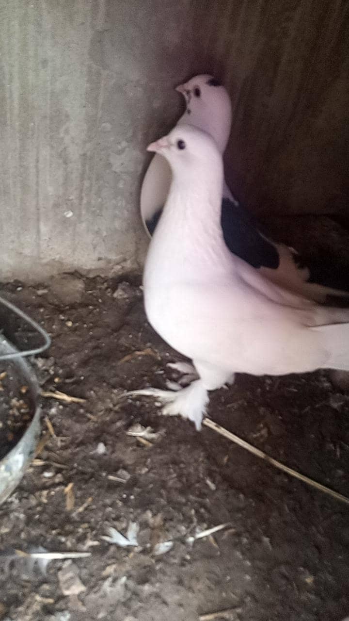 Fancy Pigeons 0