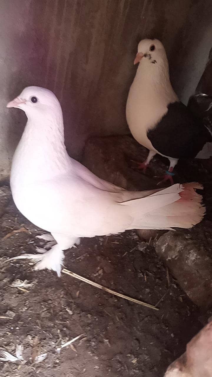 Fancy Pigeons 1