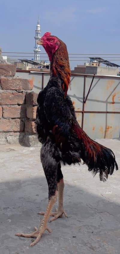 o Shamo male for sale hai