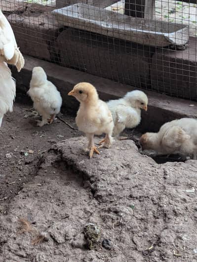 Golden buff and White buff Chicks and Eggs | 03098286027